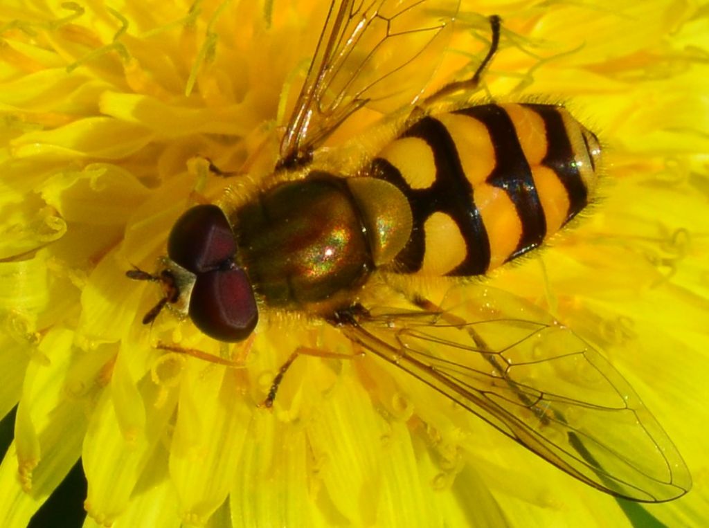 Syrphidae LSC3 - cfr Sirphus ribesii